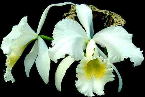 Cattleya gaskelliana alba